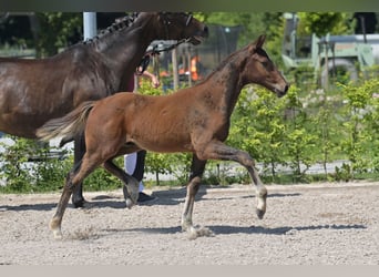 Zweibrückens, Étalon, 1 Année, 170 cm, Bai brun