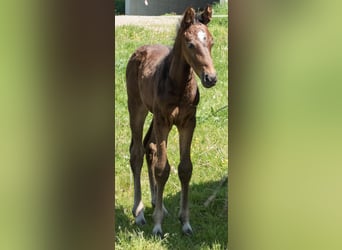 Zweibrückens, Étalon, Poulain (04/2024), Bai