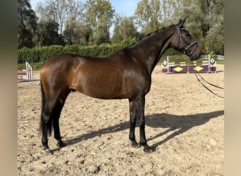 Zweibrückens, Hongre, 13 Ans, 172 cm, Bai brun