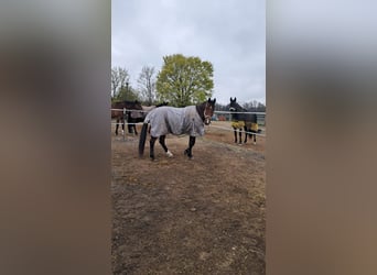 Zweibrückens, Hongre, 13 Ans, 176 cm, Bai