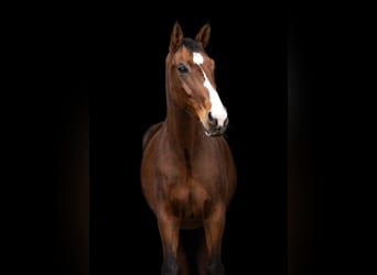 Zweibrückens, Hongre, 14 Ans, 178 cm, Bai
