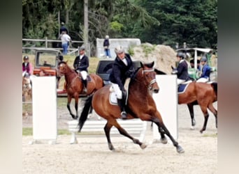 Zweibrückens, Hongre, 14 Ans, 181 cm, Bai