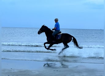 Zweibrückens, Hongre, 15 Ans, 181 cm, Bai