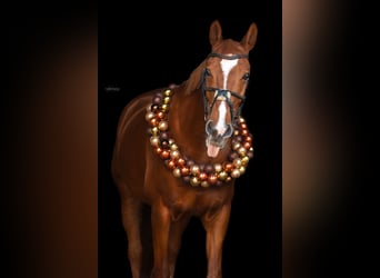 Zweibrückens, Hongre, 16 Ans, 164 cm, Alezan