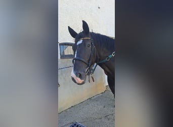 Zweibrückens, Hongre, 5 Ans, 174 cm, Noir
