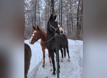 Zweibrückens, Hongre, 6 Ans, 174 cm, Noir