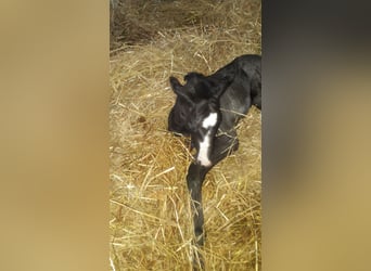 Zweibrückens, Hongre, 6 Ans, 174 cm, Noir