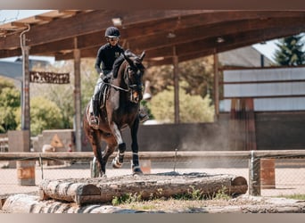 Zweibrückens, Hongre, 7 Ans, 172 cm, Bai brun