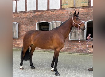 Zweibrückens, Jument, 10 Ans, 167 cm, Bai