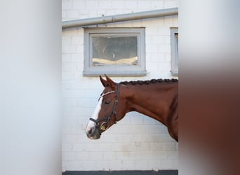 Zweibrückens, Jument, 11 Ans, 163 cm, Alezan