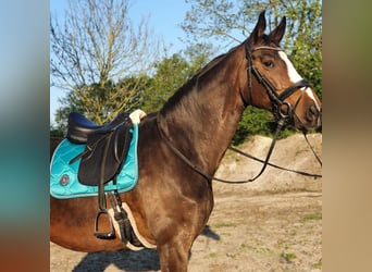 Zweibrückens, Jument, 13 Ans, 173 cm, Bai