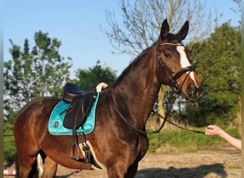 Zweibrückens, Jument, 13 Ans, 173 cm, Bai