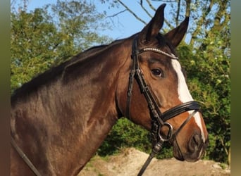 Zweibrückens, Jument, 13 Ans, 173 cm, Bai