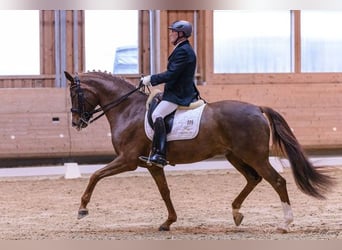 Zweibrückens, Jument, 14 Ans, 167 cm, Alezan