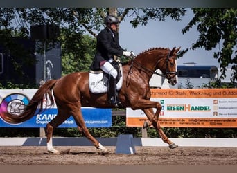 Zweibrückens, Jument, 14 Ans, 167 cm, Alezan