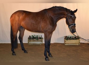 Zweibrückens, Jument, 14 Ans, 170 cm, Bai