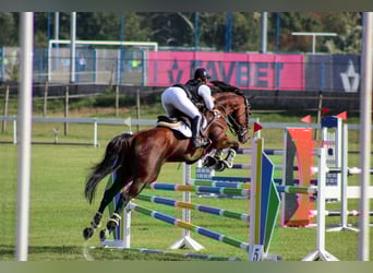 Zweibrückens, Jument, 14 Ans, 175 cm, Bai brun
