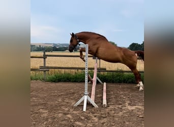 Zweibrückens, Jument, 16 Ans, 163 cm, Alezan