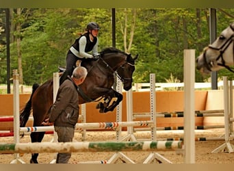 Zweibrückens, Jument, 16 Ans, 173 cm, Bai brun