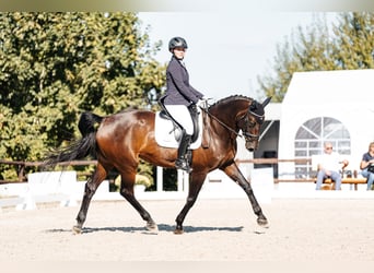 Zweibrückens, Jument, 17 Ans, 173 cm, Bai brun