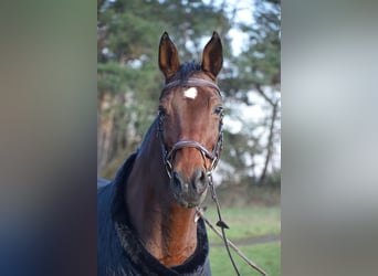 Zweibrückens, Jument, 19 Ans, 174 cm, Bai