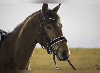 Zweibrückens, Jument, 3 Ans, 163 cm, Bai