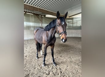 Zweibrückens, Jument, 4 Ans, 164 cm, Bai