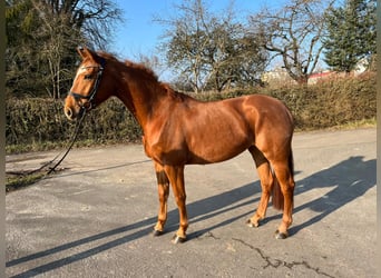 Zweibrückens, Jument, 5 Ans, 162 cm, Alezan