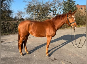 Zweibrückens, Jument, 5 Ans, 162 cm, Alezan