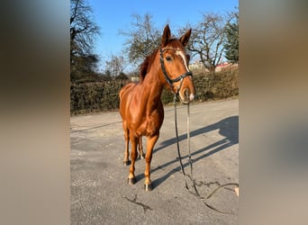 Zweibrückens, Jument, 5 Ans, 162 cm, Alezan