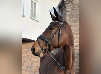 Zweibrückens, Jument, 8 Ans, 175 cm, Bai