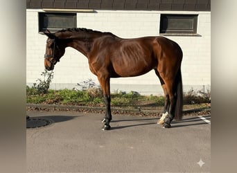 Zweibrückens, Jument, 9 Ans, 175 cm, Bai