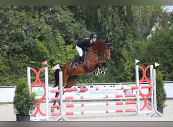 Zweibrückens, Jument, 9 Ans, 175 cm, Bai