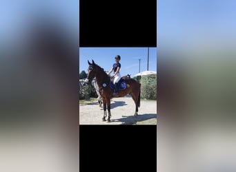 Zweibrücker, Castrone, 13 Anni, 176 cm, Baio