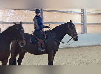 Zweibrücker, Castrone, 13 Anni, 176 cm, Baio