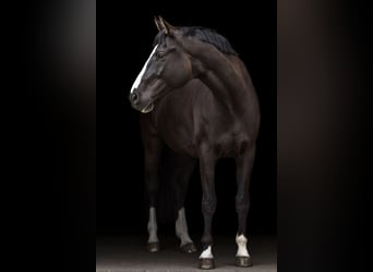 Zweibrücker, Castrone, 14 Anni, 185 cm, Morello