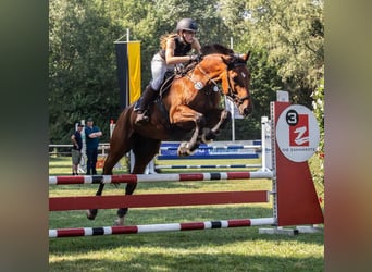 Zweibrücker, Castrone, 17 Anni, 168 cm, Baio