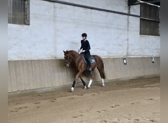 Zweibrücker, Castrone, 3 Anni, 170 cm, Sauro