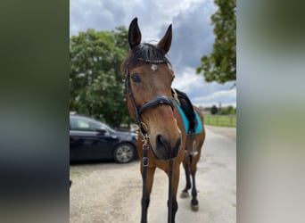 Zweibruecker, Gelding, 12 years, 17,2 hh, Brown