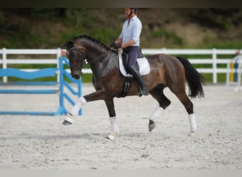 Zweibrücker, Wallach, 12 Jahre, 17 hh, Brauner