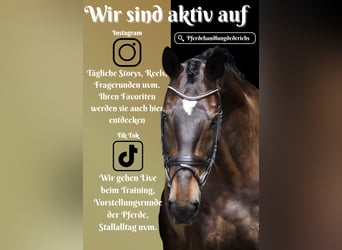 Zweibrücker, Wallach, 12 Jahre, 17 hh, Brauner