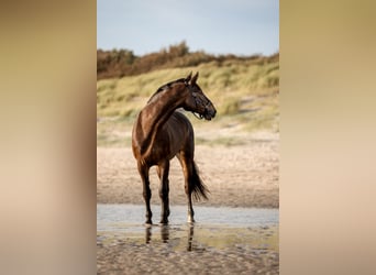 Zweibrücker, Wallach, 12 Jahre, 17 hh, Brauner