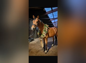 Zweibruecker, Gelding, 13 years, 16,1 hh, Brown