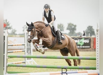 Zweibruecker, Gelding, 13 years, 16,1 hh, Chestnut-Red