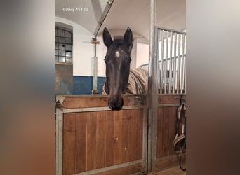 Zweibruecker, Gelding, 13 years, 16,2 hh, Bay-Dark