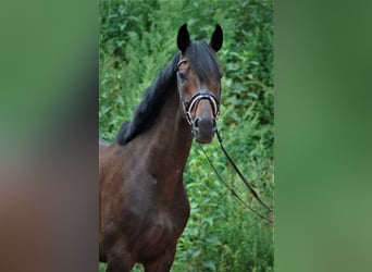 Zweibruecker, Gelding, 13 years, 17,1 hh, Smoky-Black