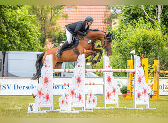 Zweibruecker, Gelding, 14 years, 16.2 hh, Brown