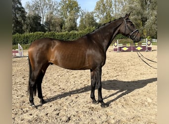 Zweibruecker, Gelding, 14 years, 16.3 hh, Bay-Dark