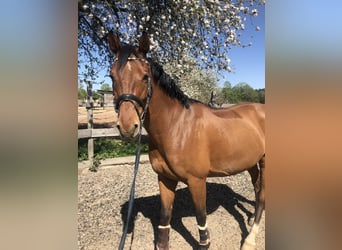 Zweibruecker, Gelding, 14 years, 16,1 hh, Brown