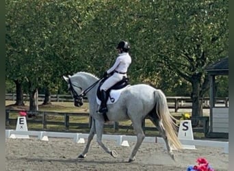Zweibruecker, Gelding, 14 years, Gray-Dapple